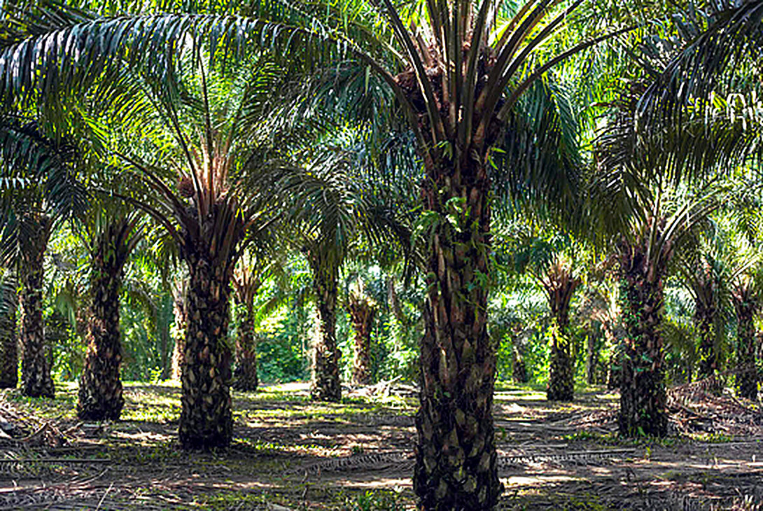 Palma aceitera en el Sur del Lago