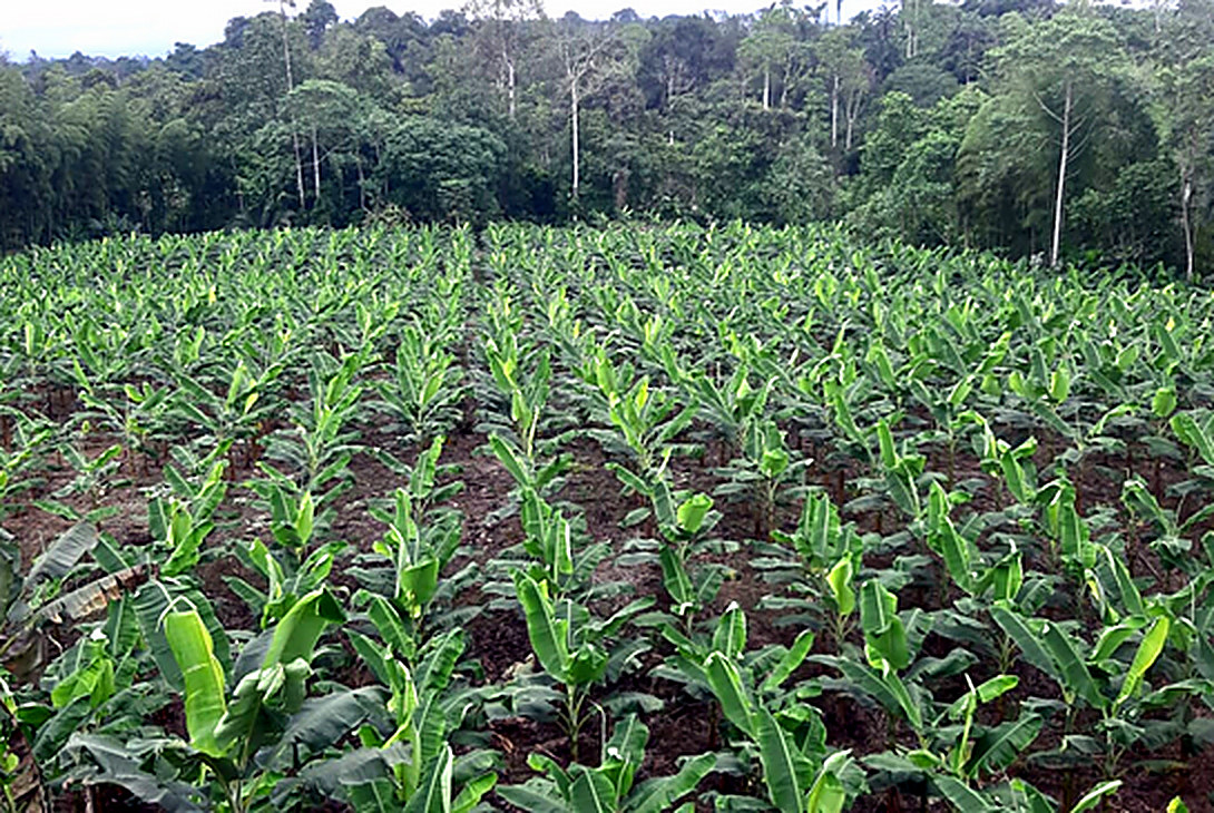 Siembra de plátano en el Sur del Lago