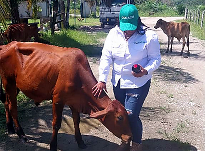 Asistencia técnica en el área pecuaria