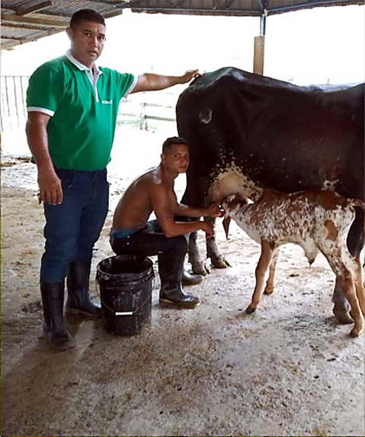 Productores ganaderos en el ordeño